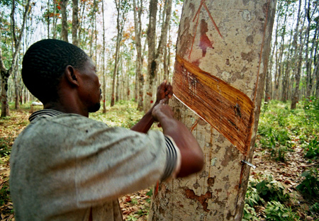 Tapping Rubber Tree for Latex Sap